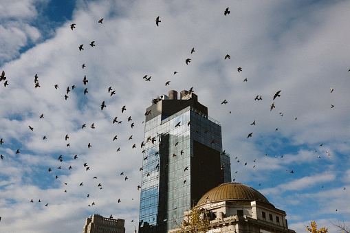 Buildings of New York