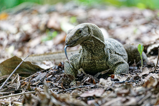 A water Monitor searches for food in a park of Singapore