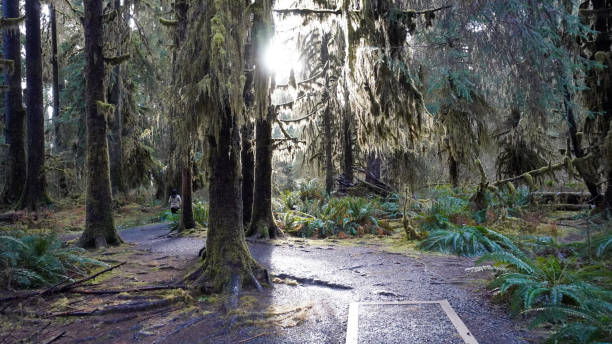 istock Path through moss covered trees in Hoh Rain Forest, Olympic National Park, Washington, USA 1472180519