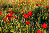 The red poppy (Papaver rhoeas) with buds in the sunlight