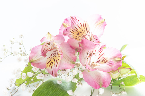 Pink alstroemeria flowers close up isolated. festive floral background. Extreme Flower Close-up. Blur and selective focus.