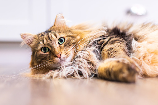 Longhair tabby cat relaxing on a kitchen floor