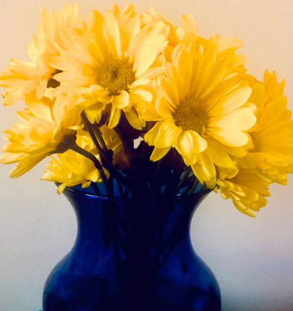 Yellow daisies displayed in a dark blue glass vase brighten a Hoboken, New Jersey apartment home during winter.