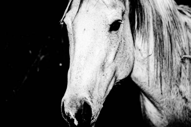 istock Horse head black background 1472183888