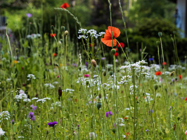 istock Uncultivated wildflower field with poppies bee pastures 1472184842
