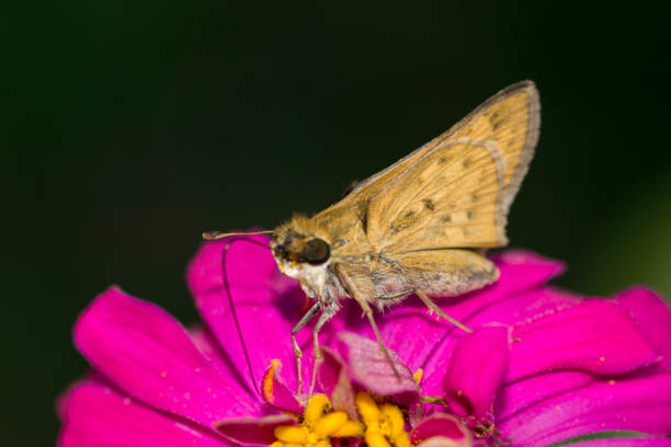 Parnara guttata Bremeret Grey, Rice skipper butterfly, A butterfly is on the flower