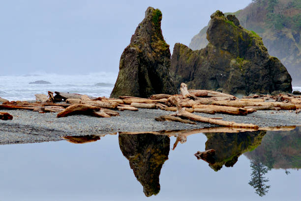 Olympic National Park, Washington, USA - February 16, 2012: Rock stacks are reflected in still water strewn with stripped tree trunks as fog enshrouds Ruby Beach along the Pacific Ocean coast.