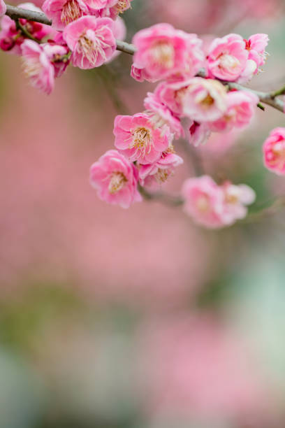 Plum blossom stock photo