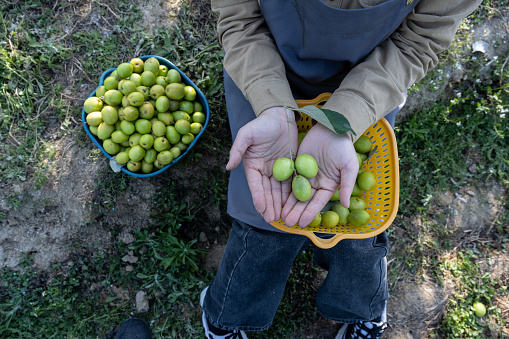 A female farmer holds a freshly picked date