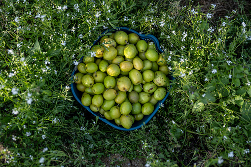 Green jujube under the tree of organic farm