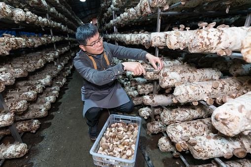 A male farmer uses scissors to harvest mushrooms in the mushroom house