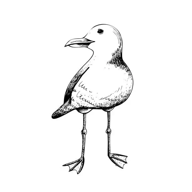 Vector illustration of Sea gull. Isolated object drawn by hand in graphic technique. Vector illustration for summer, nautical and beach decoration and design.