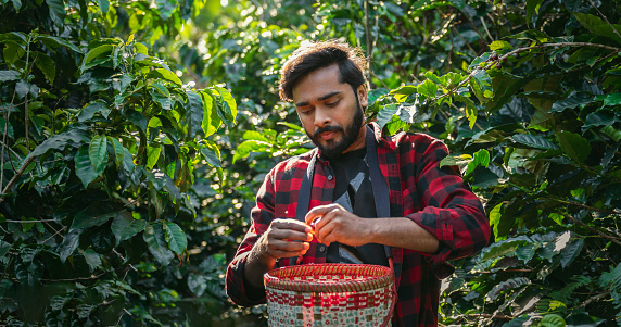 Agriculturist man collecting coffee berie in farm
