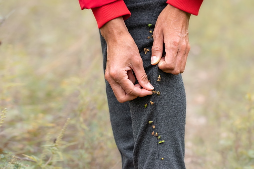 Dry grass seeds have stuck to clothes.A woman removes the sharp seed pods of the tenacious underbrush from her clothes.