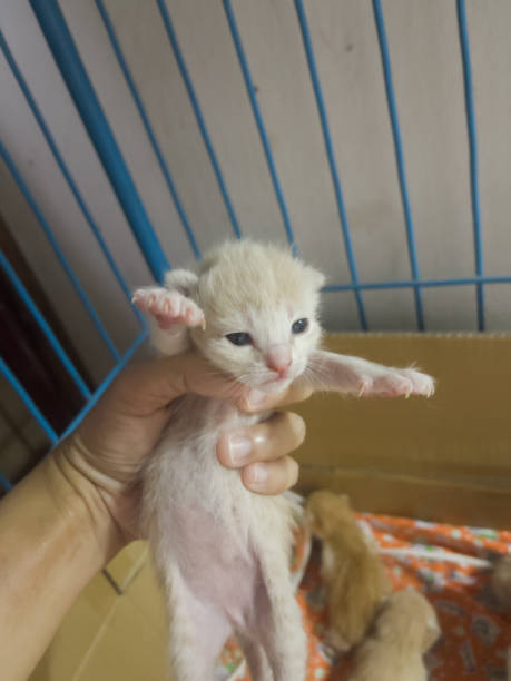 newborn baby cat on female hand - kitten newborn animal domestic cat feline imagens e fotografias de stock