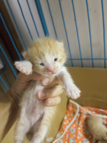 Newborn baby cat on female hand, stock photo