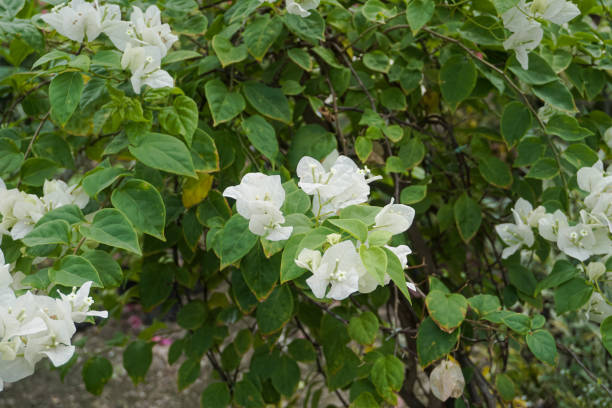 istock Gardening plant 1472199492