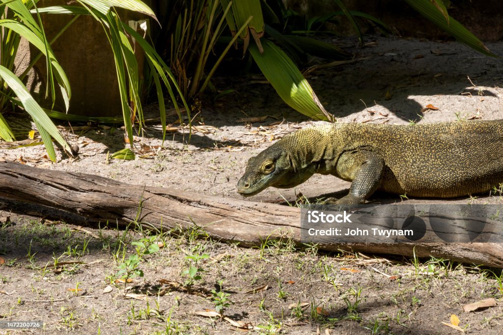 Green Komodo Dragon at Disney's Animal Kingdom A green komodo dragon slithers across the ground in the sun in Orlando, Florida. Animal Stock Photo