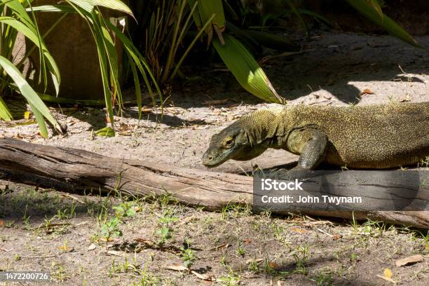 Green Komodo Dragon At Disneys Animal Kingdom Stock Photo - Download Image Now - Animal, Animal Body Part, Animal Eye