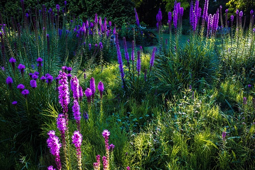 Liatris spicata, the dense blazing star or prairie feather, is a herbaceous perennial flowering plant in the family Asteraceae. It is native to eastern North America where it grows in moist prairies and sedge meadows.