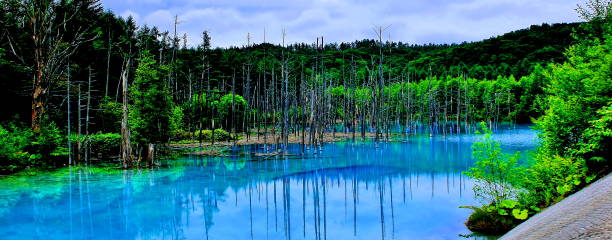 Blue Pond in Biei, Hokkaido stock photo