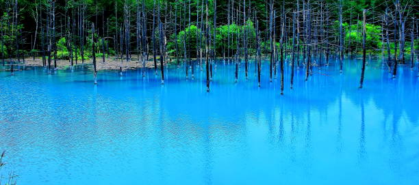 Blue Pond in Biei, Hokkaido stock photo