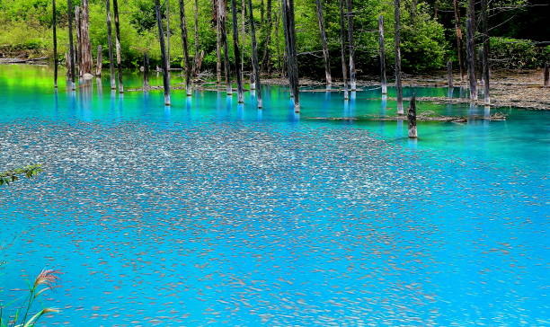 Biei Town, Hokkaido, Blue Pond stock photo