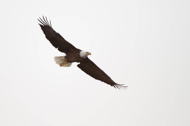 istock American Bald Eagle Symbol of Freedom 1472203575
