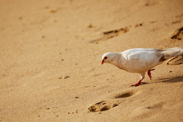 weiße taube geht im sand - sand dune beach sea sand stock-fotos und bilder