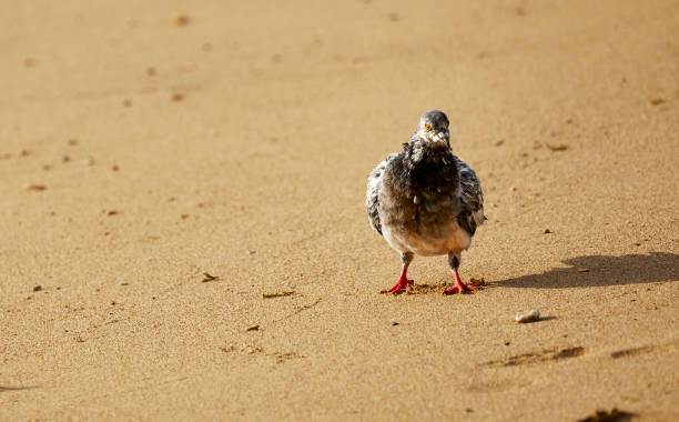 weiße taube geht im sand - sand dune stock-fotos und bilder