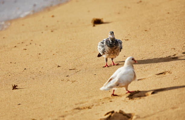 weiße taube geht im sand - sand dune stock-fotos und bilder