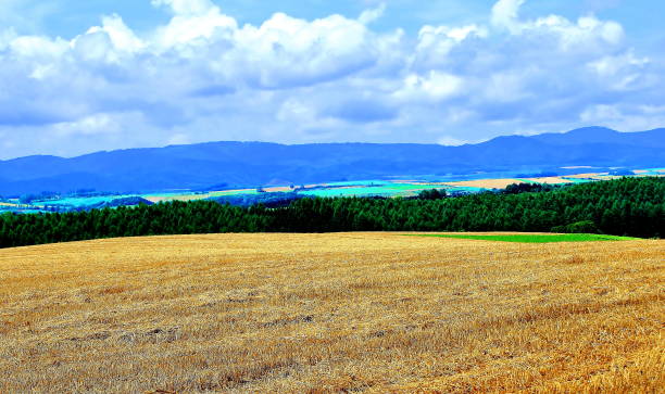 Wheat hills in Biei, Hokkaido stock photo