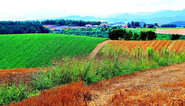 Wheat hills in Biei, Hokkaido stock photo