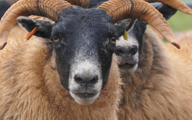 istock Blackface Sheep standing behind a gate in handling pen in Ireland 1472207387
