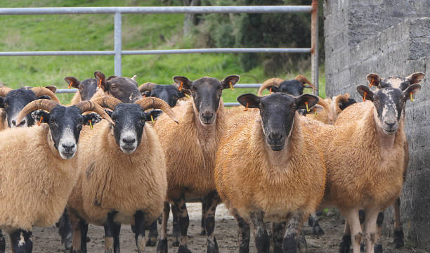 istock Blackface Sheep standing behind a gate in handling pen in Ireland 1472207389
