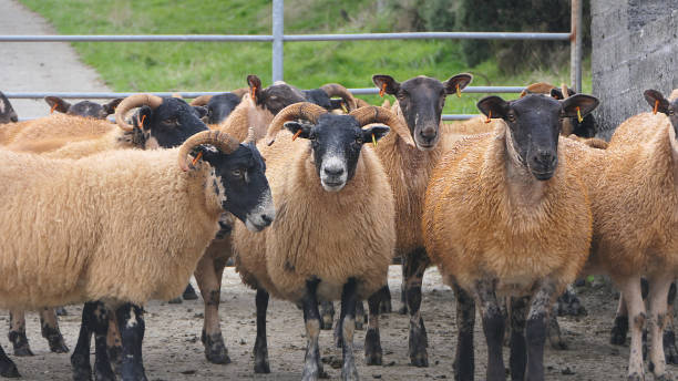 istock Blackface Sheep standing behind a gate in handling pen in Ireland 1472207390