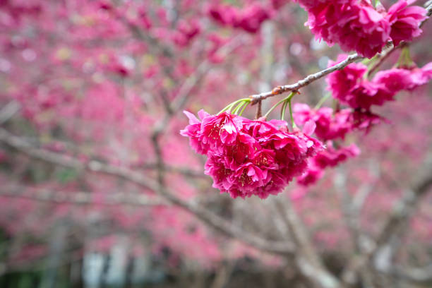 Beautiful Yae Sakura Cherry Blossom blooming in Taiwan in springtime.
