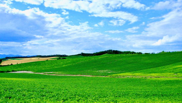 Hokkaido Biei hill stock photo