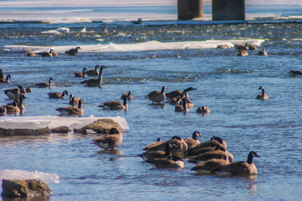 istock Geese camoflauged among rocks 1472213071
