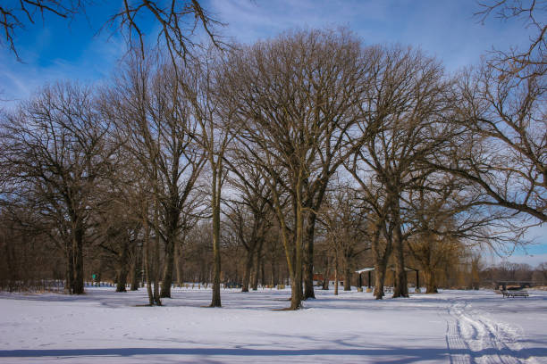 istock A groip of trees in a snow covered park 1472213081