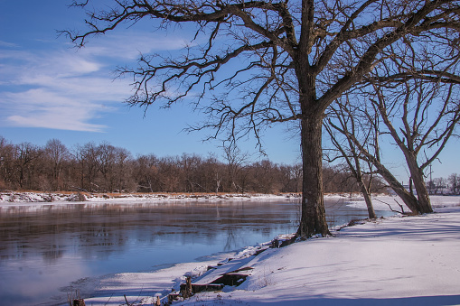 A large tree stands at the edge of a frosty river