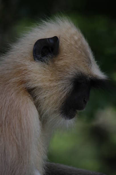 istock Monkey Picture focus on face Jaipur Rajasthan India 1472213291