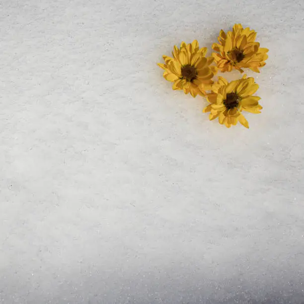 Daisies on spring snow in a square