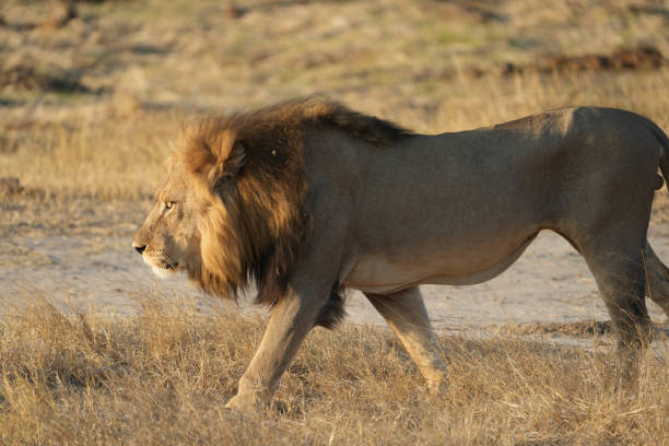 istock Lion in the Wild 1472214476