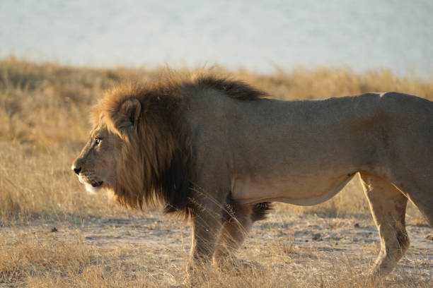 istock Lion in the Park 1472214519