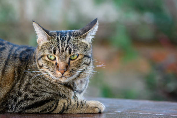 istock Half tabby accents the face. 1472215236