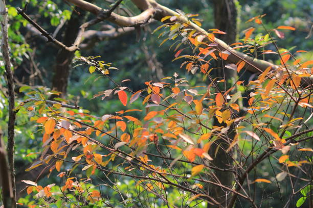 istock a Red maple leaves background, hong kong 1472215550