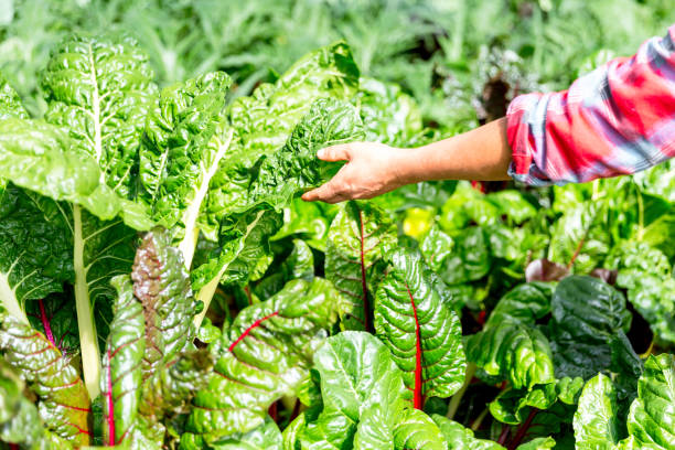 istock Smart farming and farm technology concept. Smart young asian farmer man using tablet to check quality and quantity of organic hydroponic vegetable garden at greenhouse in morning. 1472216255