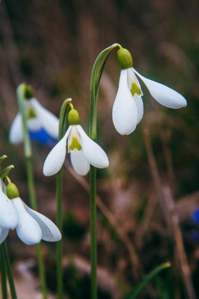 First spring snowdrops in the wild. Flowers of Galanthus First spring snowdrops in the wild. Flowers of Galanthus in nature feodosiya stock pictures, royalty-free photos & images