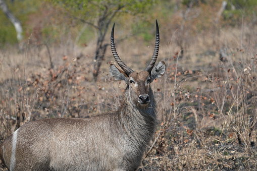 The defassa waterbuck (Kobus ellipsiprymnus defassa) is a large antelope found widely in sub-Saharan Africa.